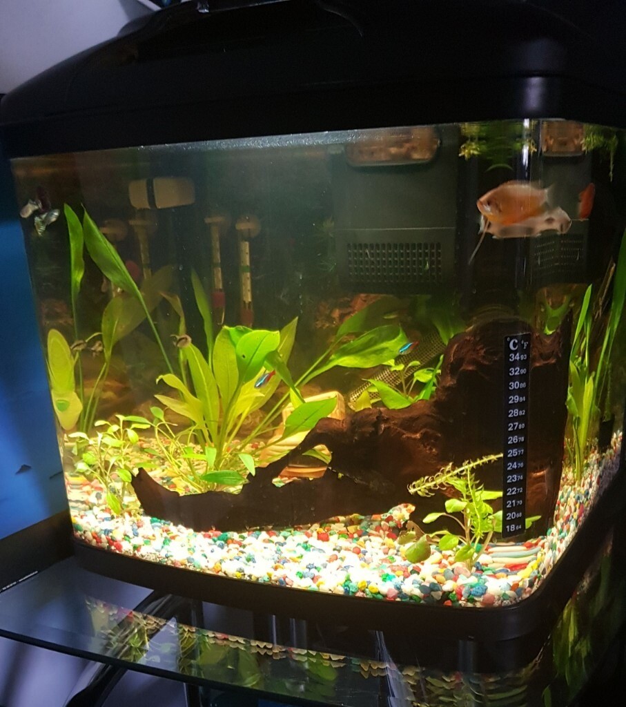 Fish Tank Aquarium Panoramic curved glass 48l in Watford