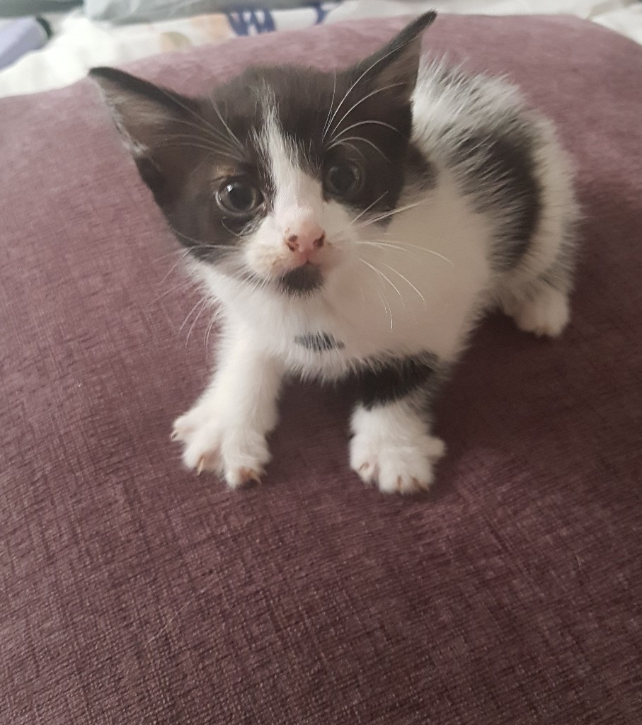 Kittens in Colchester, Essex Gumtree