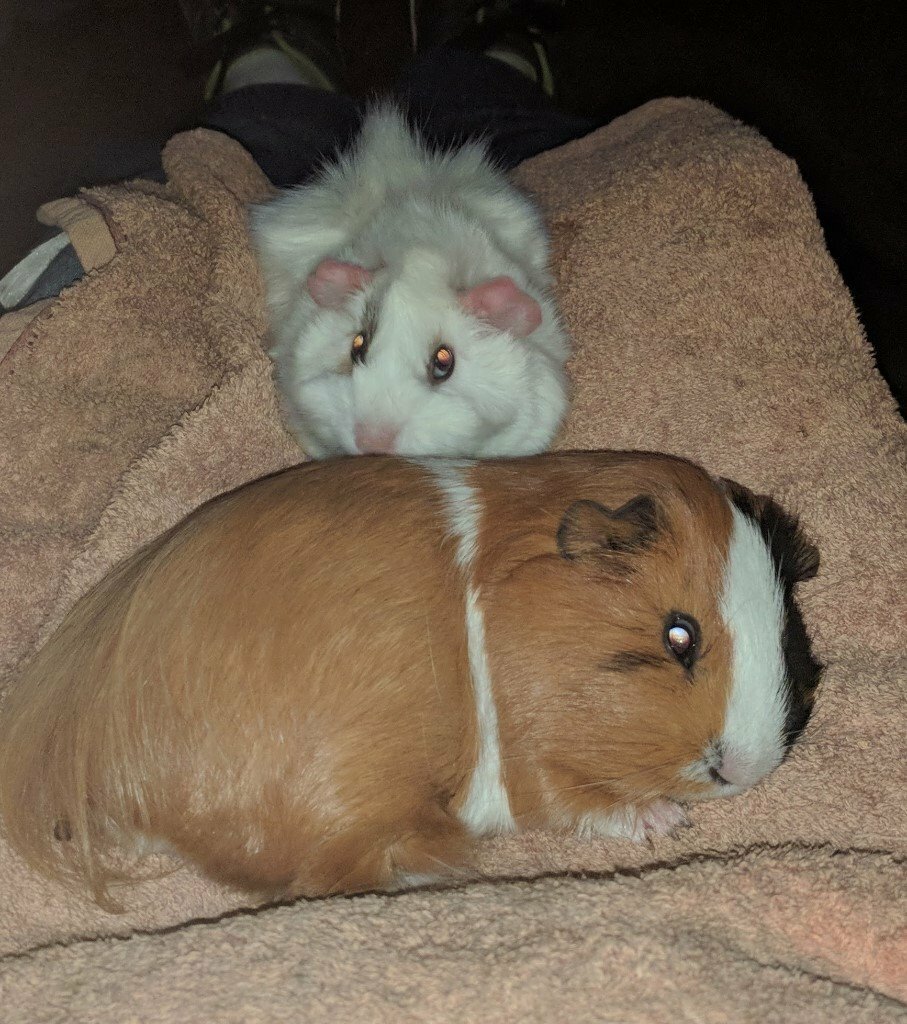 Guinea Pigs Patch and Snow in Brentry, Bristol Gumtree