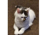 Pets For Sales In Bedfordshire Cats Kittens For Sale Gumtree