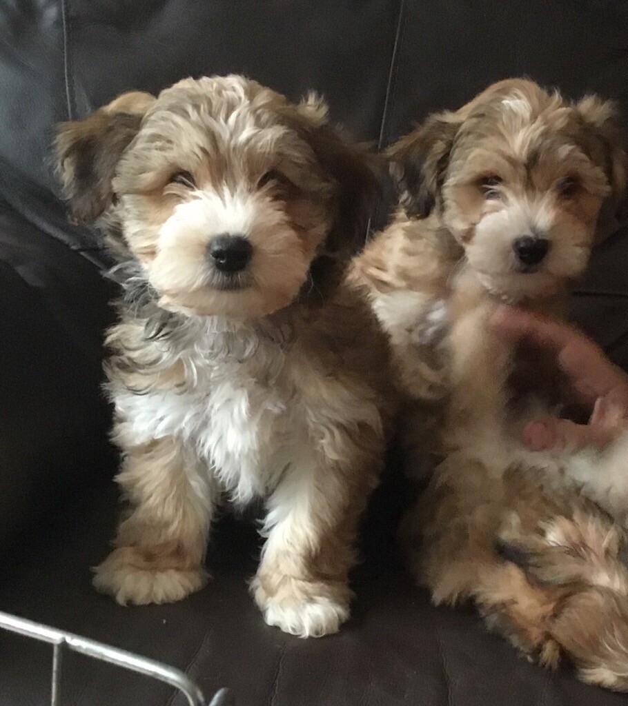 Bichon x Yorkie puppies in Coventry, West Midlands Gumtree