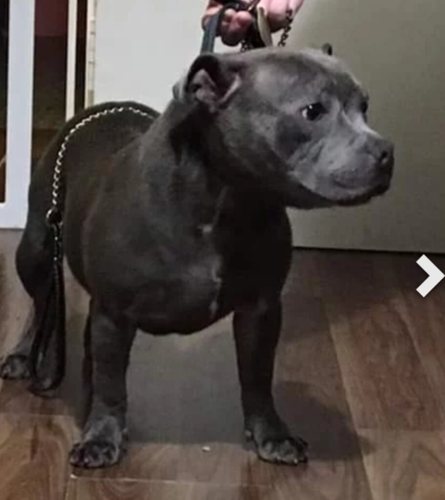 Short legged blue kc staffy in Bedford, Bedfordshire Gumtree