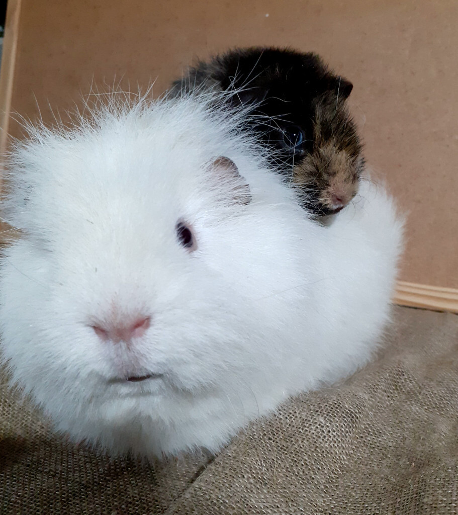 Purebred Swiss and Teddy Guinea Pigs with Cage in Didcot, Oxfordshire