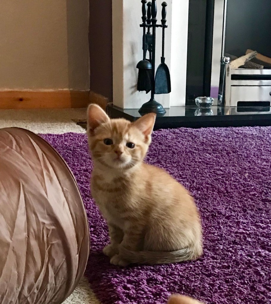 Lovely Ginger Kitten For Sale. in Urmston, Manchester Gumtree