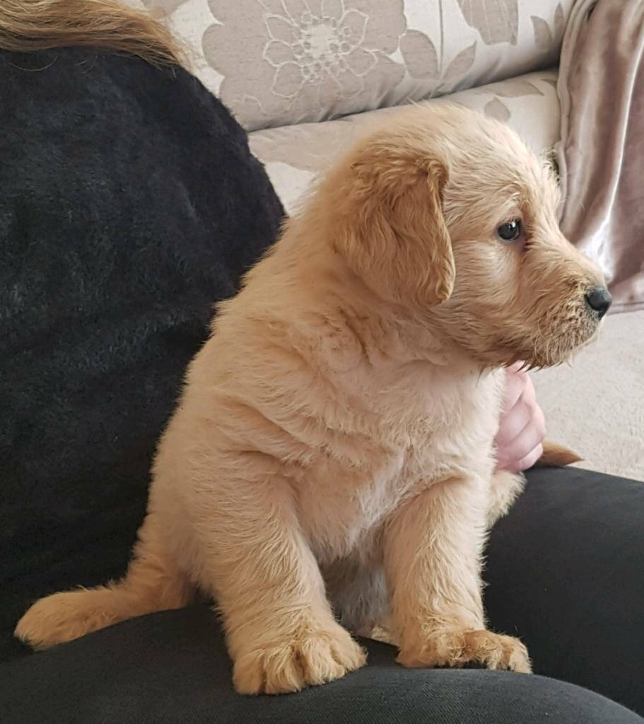 F1 Labradoodle Puppy in Kelty, Fife Gumtree