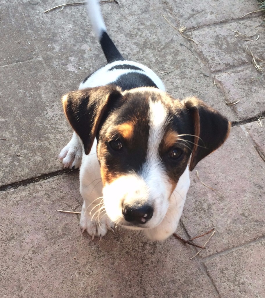 dachshund x jack russells in Ramsgate, Kent Gumtree