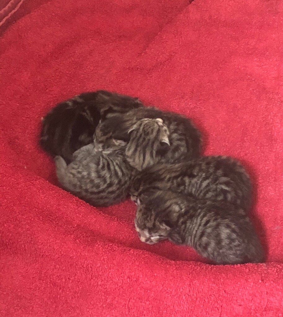 Bengal x Tabby Kittens For Sale in Dundee Gumtree