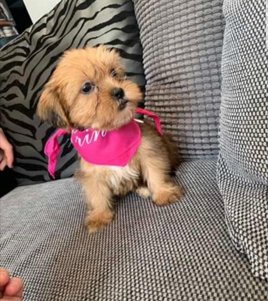 Shih tzu x yorkie pups in Guisborough, North Yorkshire Gumtree