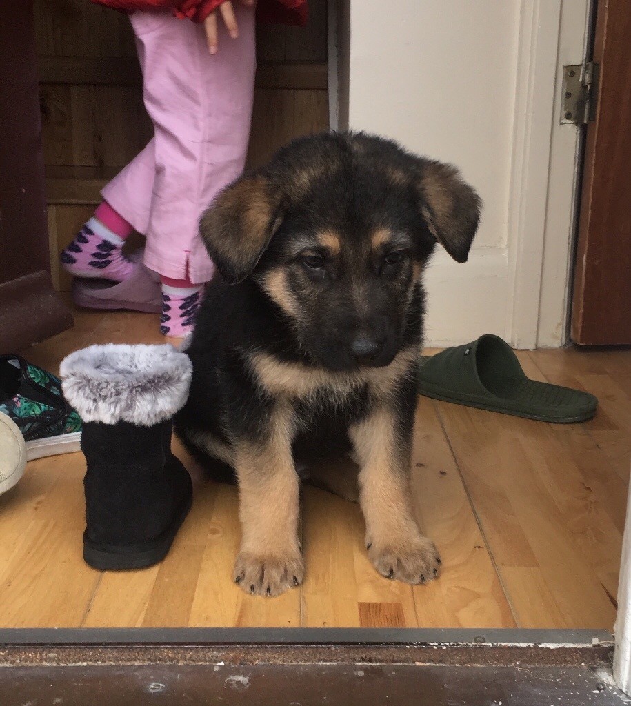 German shepherd puppy to sell in Ruislip, London Gumtree
