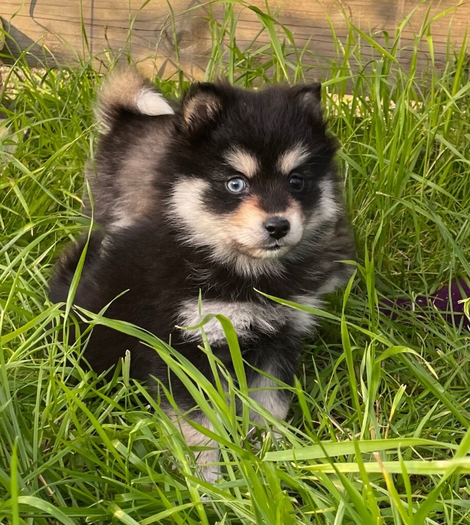 Male Pomsky Puppy F4 mini husky in Dromara, County Down Gumtree