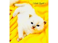 Ragdoll Kittens Cats Kittens For Sale Gumtree