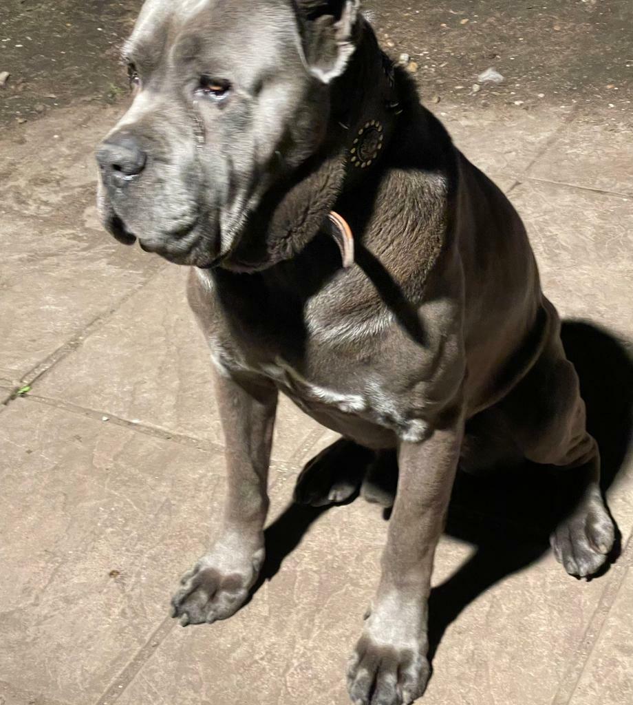 FCI CANE CORSO CHAMPION BLOODLINE in Redbridge, London Gumtree