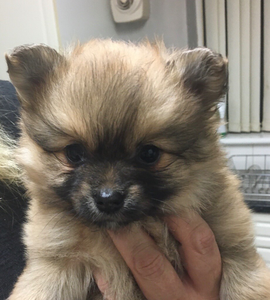 Pomchi pups for sale in Pontefract, West Yorkshire Gumtree