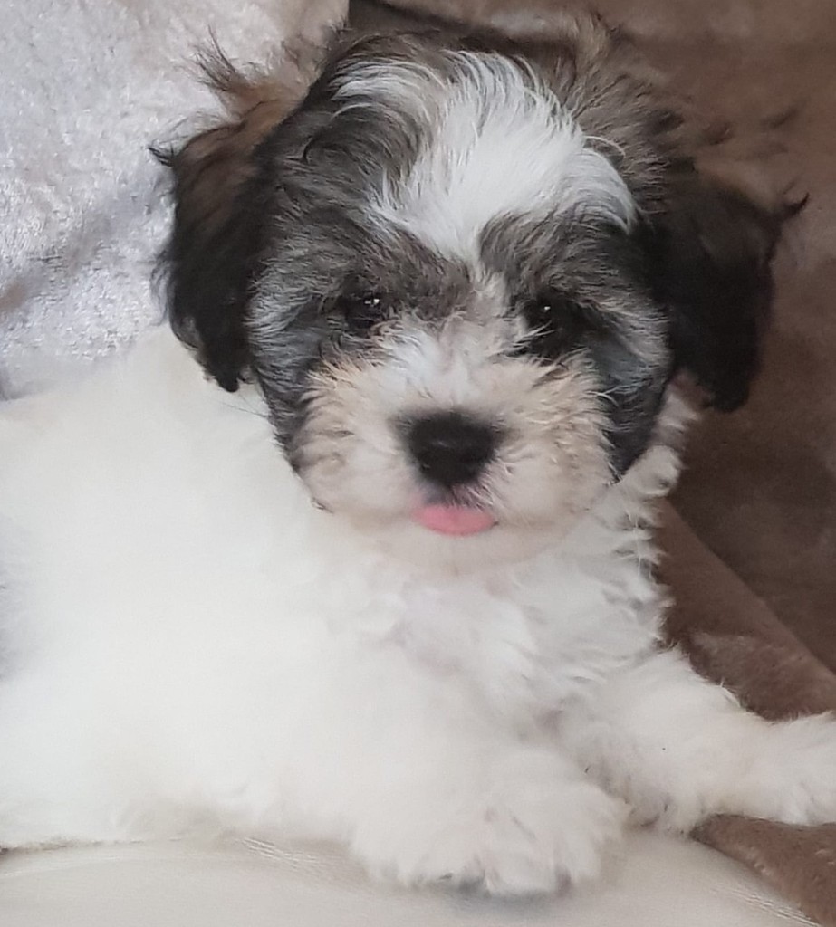 Stunning La Chon pups ( Bichon Frise x Lhasa Apso) in Kilmarnock