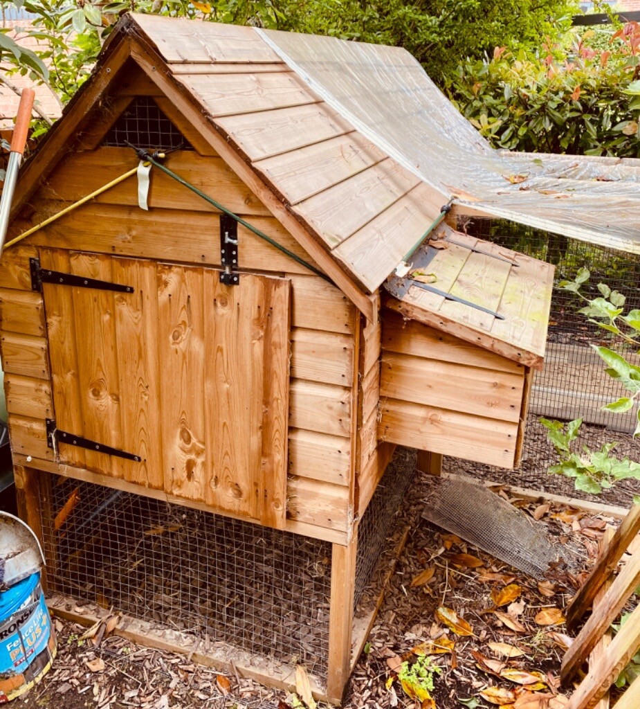 Chicken Coop & 3 Chickens. Poole, Dorset in Poole, Dorset Gumtree