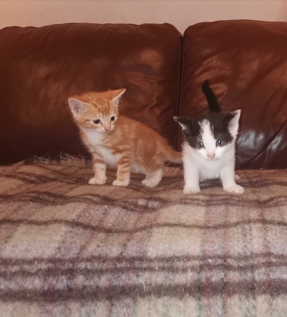 Gorgeous Kittens For Sale In Cumnock East Ayrshire Gumtree