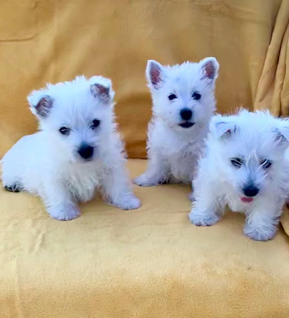 Westie Puppy Weight Chart