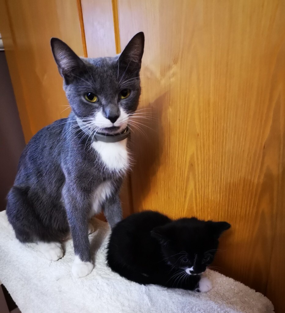 Pure Black Kitten and black and white for sale Playful Friendly litter trained in Carlton
