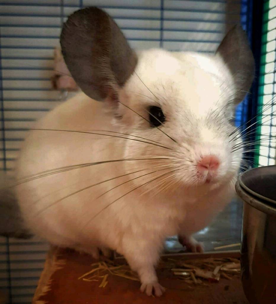 *Rehoming* White Male Chinchilla, 4 years old 🐾 in Newtownabbey