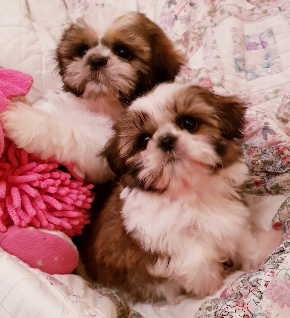 Adorable KC registered Imperial Shih Tzu puppy in Dorchester, Dorset