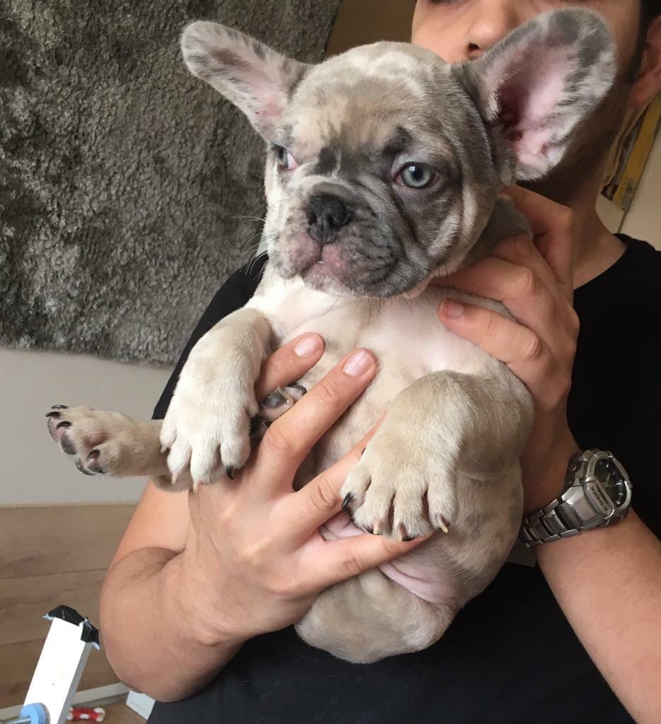 French bulldog puppy £1600 | in Leicester, Leicestershire ...