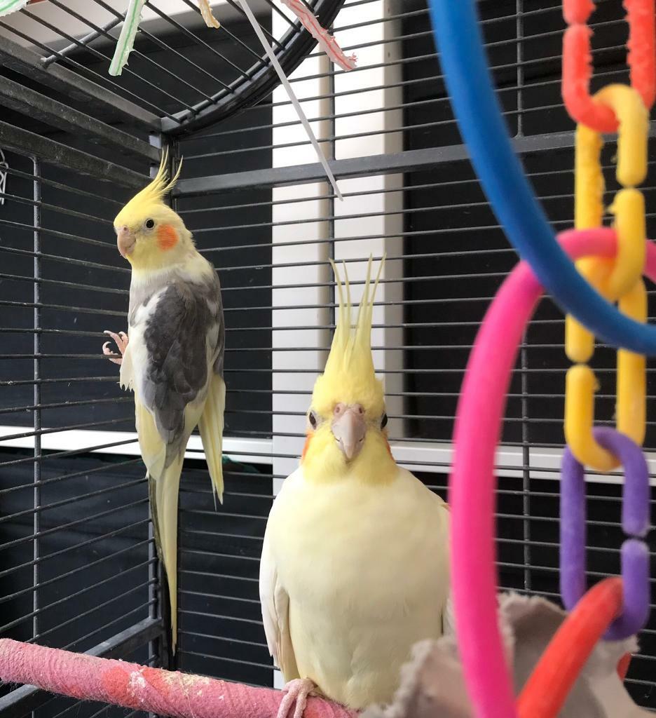 3 cockatiels with cages need to be rehomed in Feltham, London Gumtree
