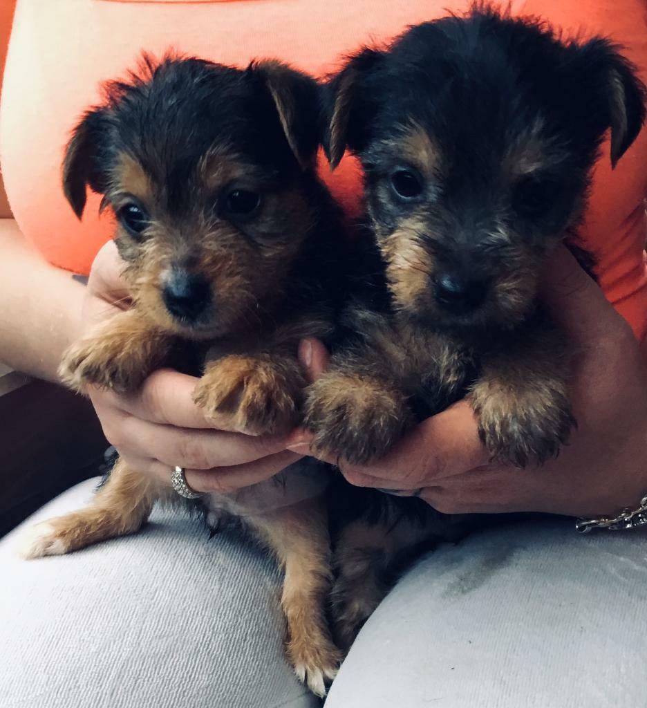 Yorkshire terrier X jack russell puppies in Wareham, Dorset Gumtree