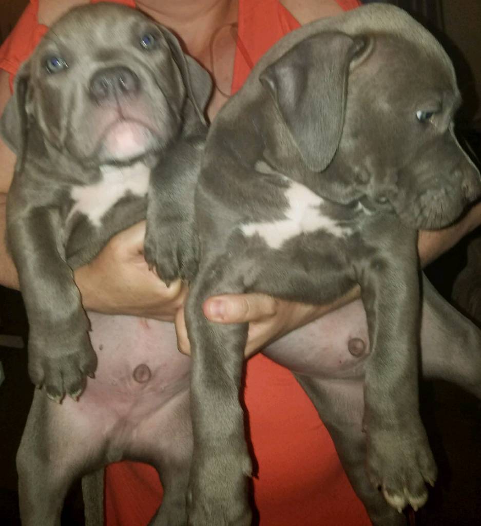 ABKC registered XL American Bully pups for sale in Caerphilly Gumtree