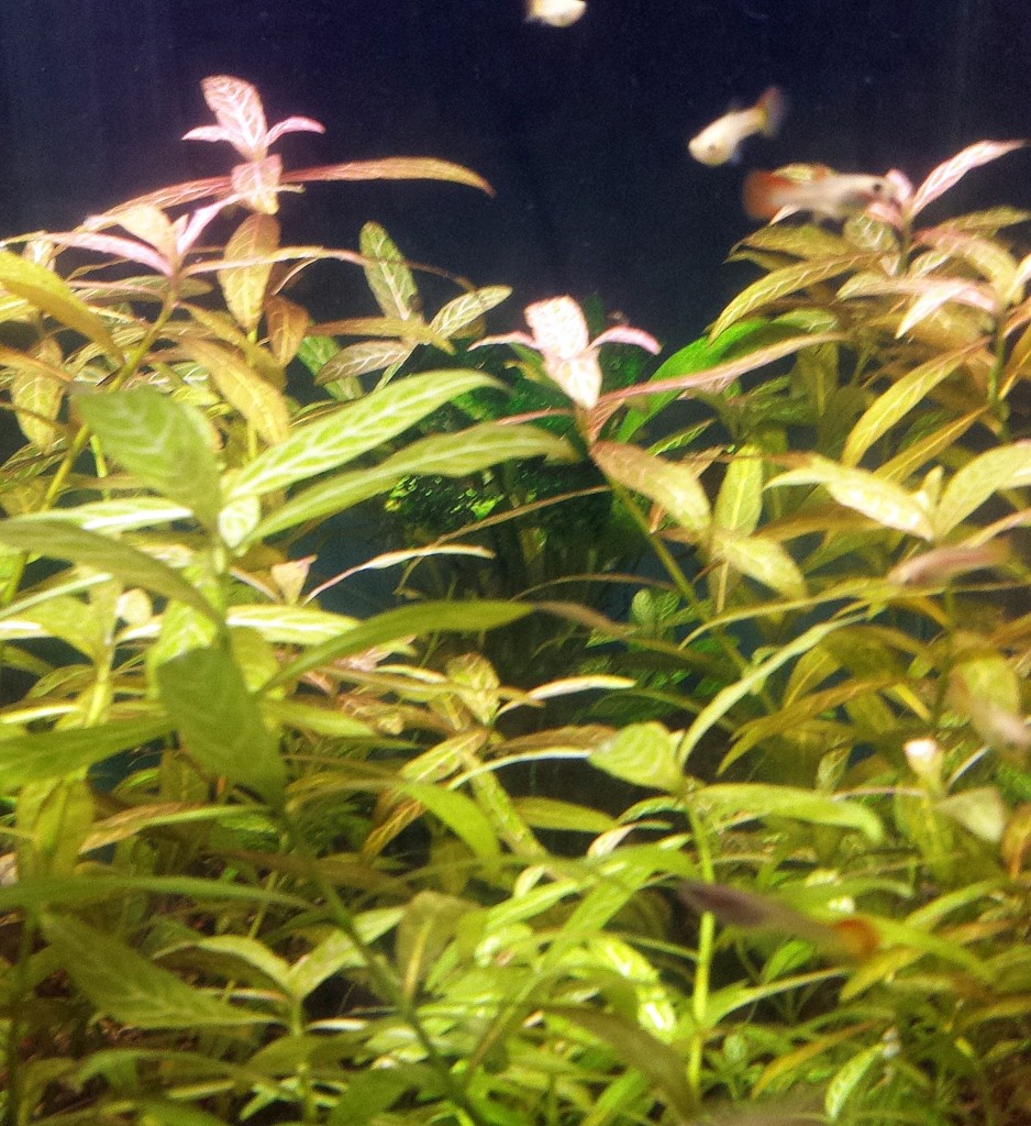 Plant Package- 40 stems- 7 species (Heat pack included)