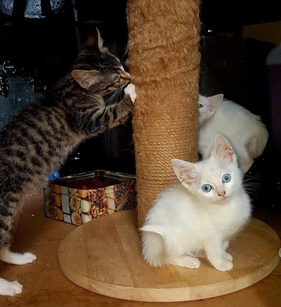 Pure white fluffy kittens ready now in Egham, Surrey Gumtree