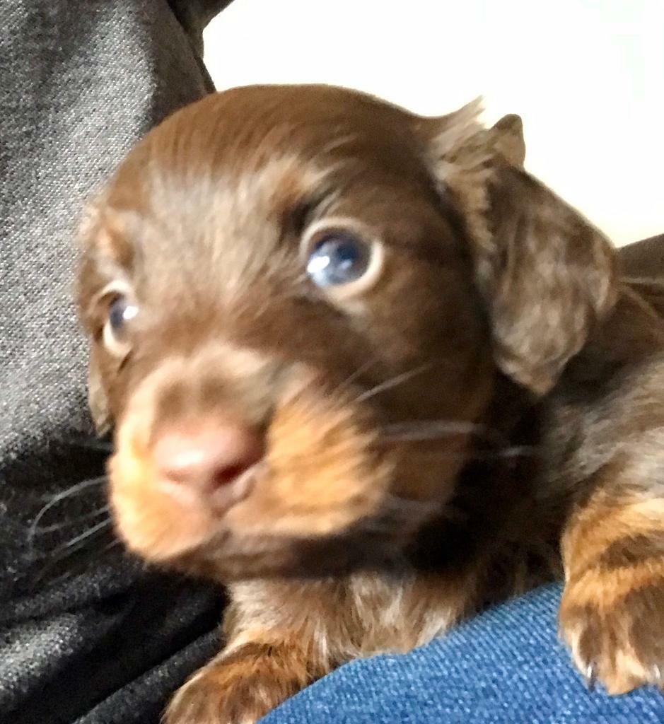 Chocolate Miniature Longhaired Dachshund Boy Puppy In Crook