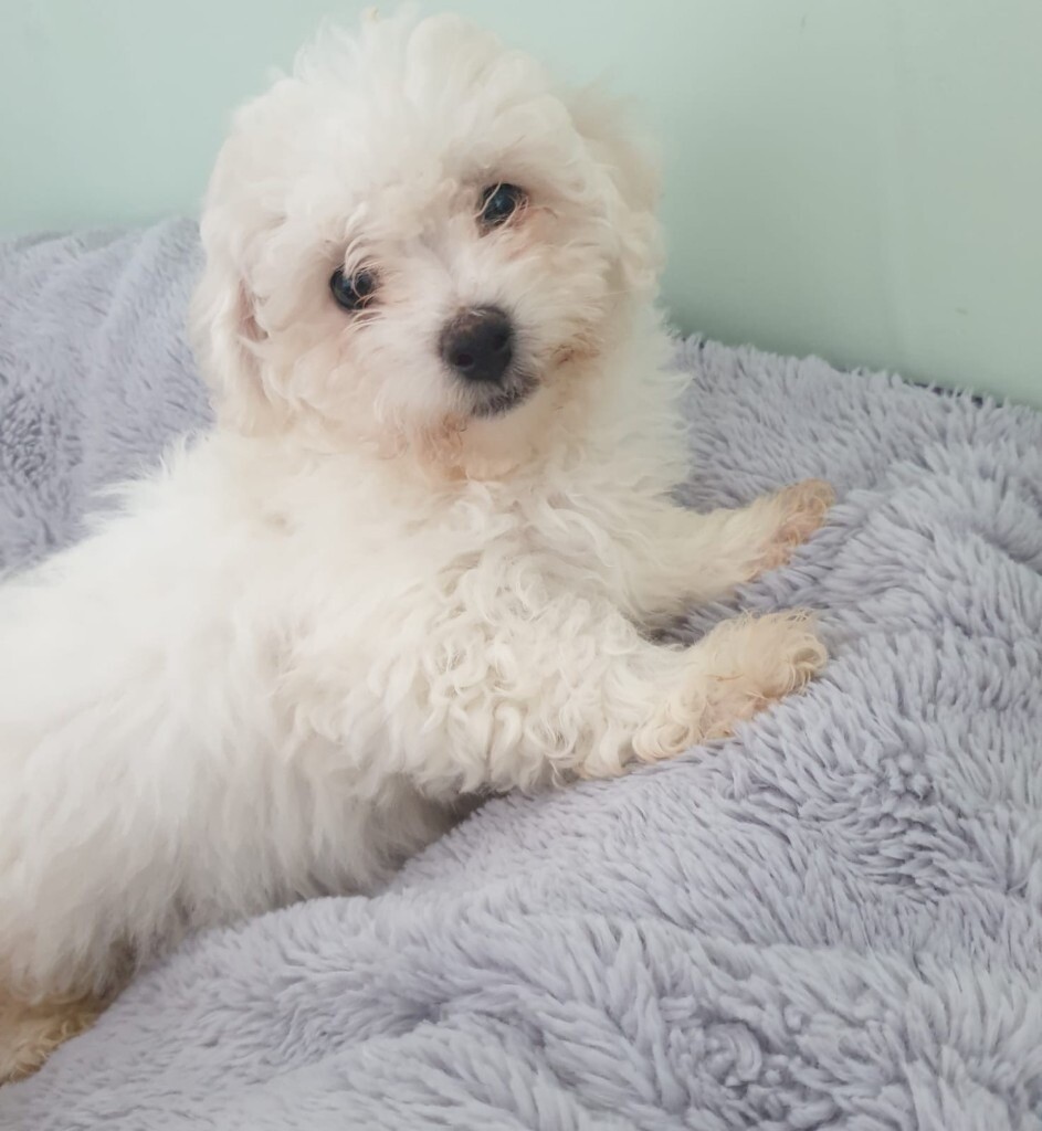 Bichon Frise Gumtree 2025