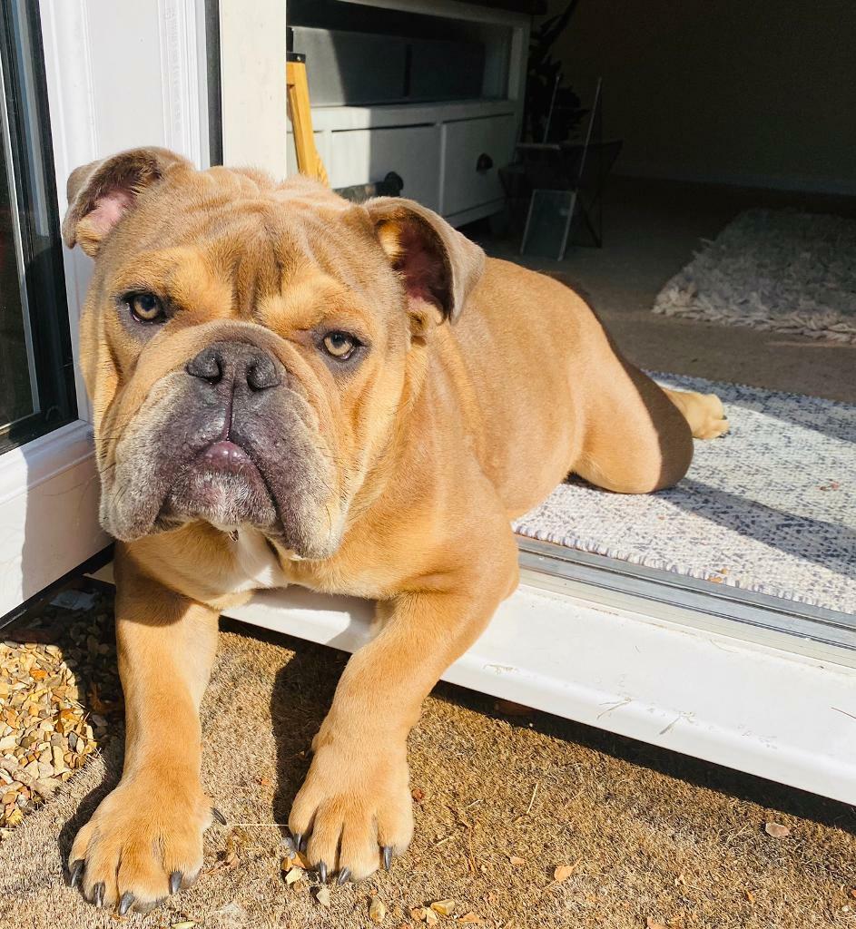 Old tyme bulldog KC papers in Mill Hill, London Gumtree
