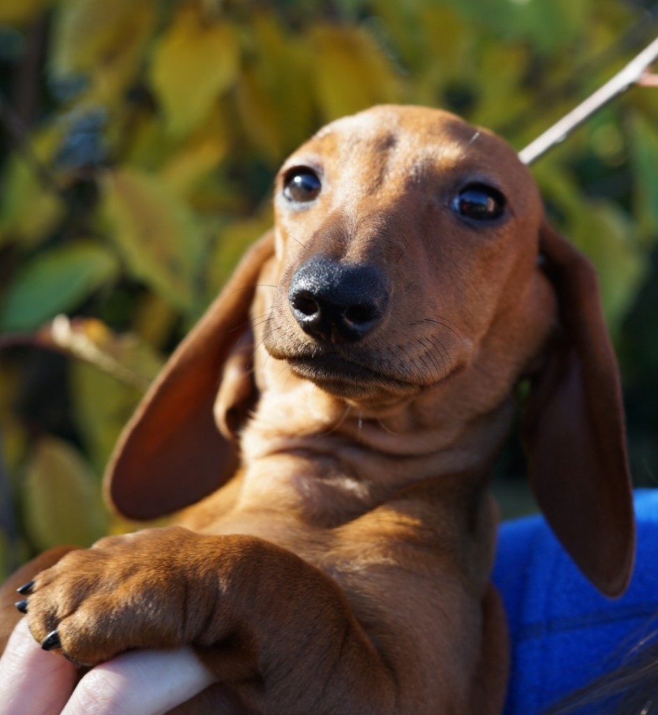 Miniature Smooth Hair Dachshund Puppies In Barry Vale Of Glamorgan