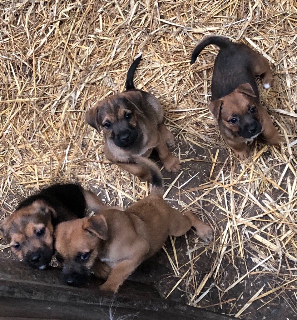 Border terrier x Lakeland pups in North Tawton, Devon Gumtree