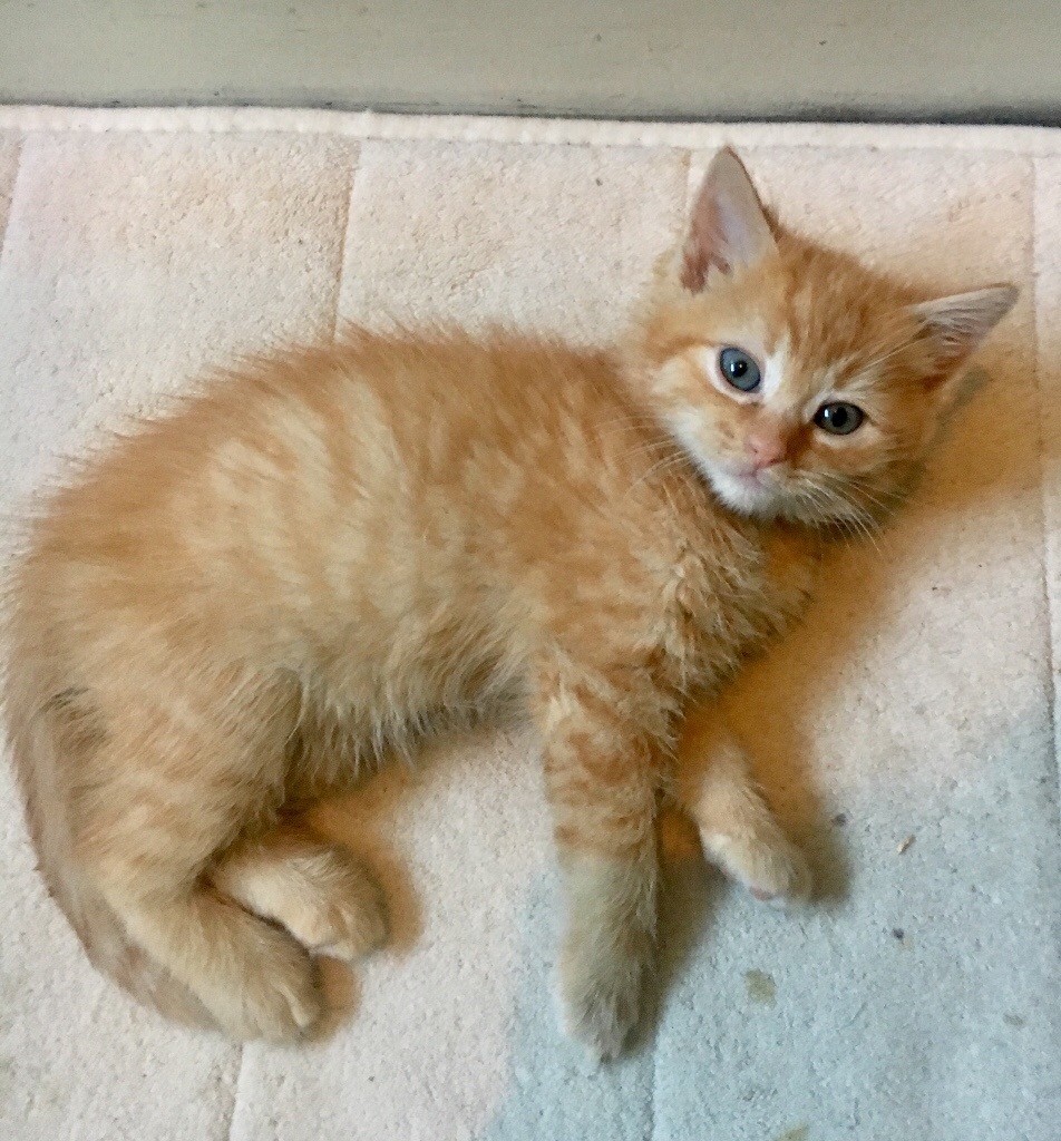 Beautiful Ragdoll Burmese X female kitten in Old Trafford, Manchester