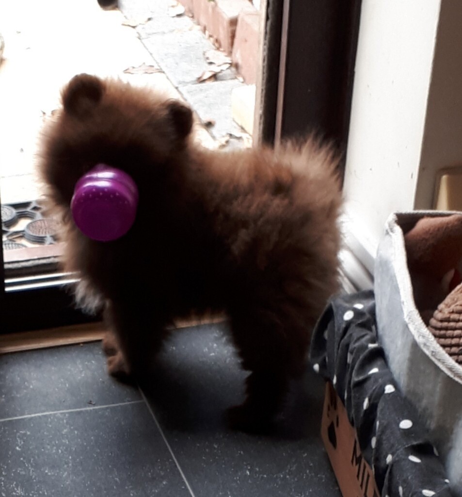 Rare Chocolate Pomeranian female small type puppy in Basildon, Essex
