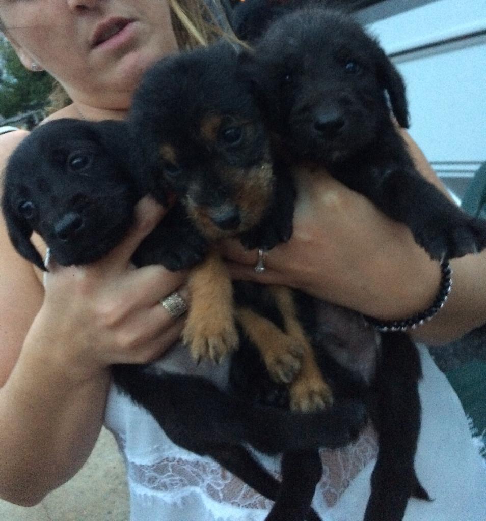 3 quarter bedlington cross jack Russel puppies in Hasland, Derbyshire