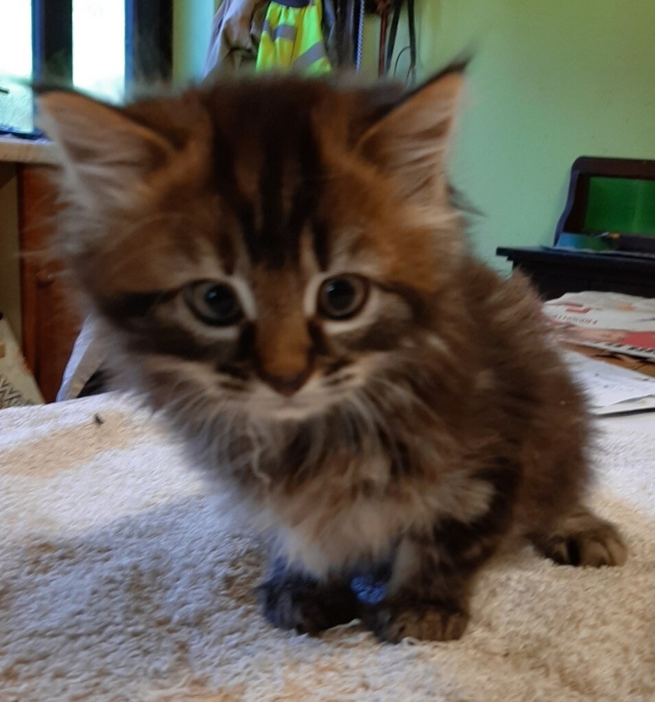 Stunning kittens for sale in Norwich, Norfolk Gumtree