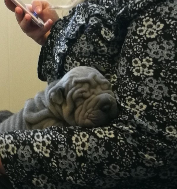 Blue Shar Pei Horse Coat Puppies For Sale In Aberdare Rhondda