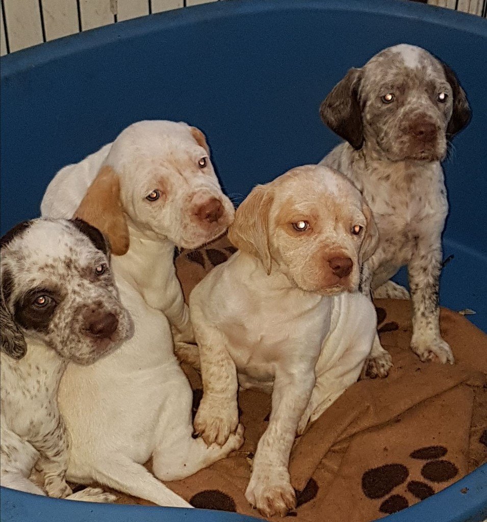 Braques du Bourbonnais puppies in Lanark, South Lanarkshire Gumtree