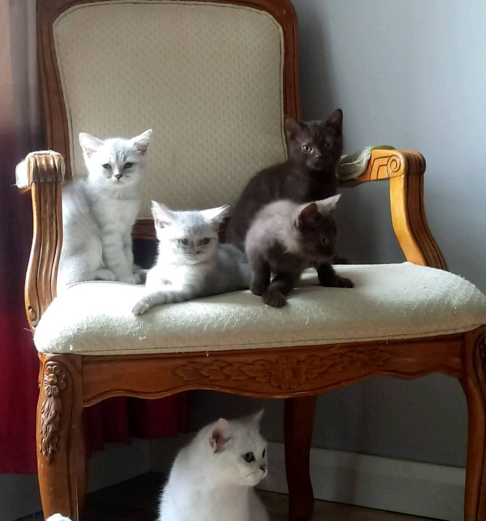 British Shorthair Kittens In Banbridge County Down