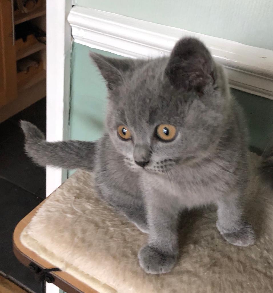 British shorthair kitten blue spotted girl ready from 12th September