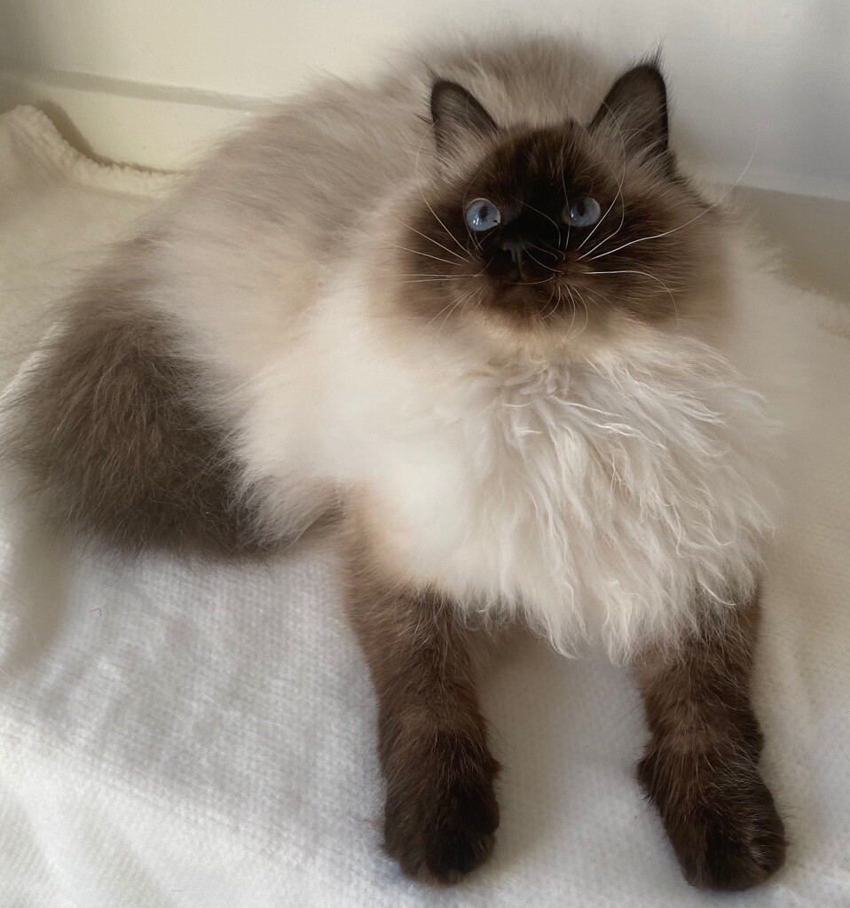 Pedigree Siberian cats in Fulham, London Gumtree