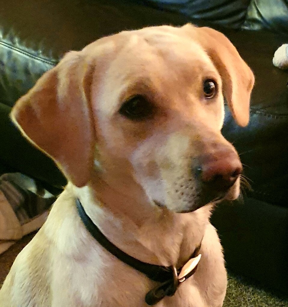 PEDIGREE LABRADOR PUPPIES no Pape Rs In Peterhead Aberdeenshire