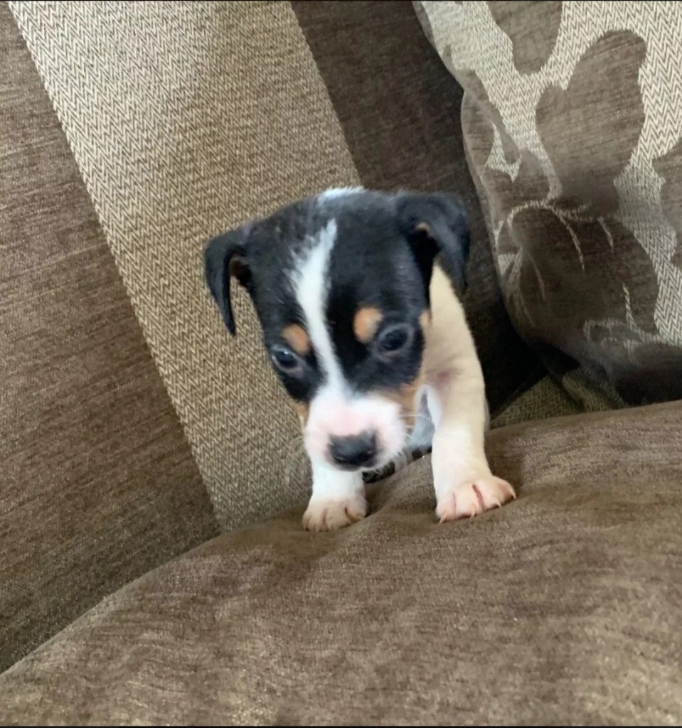 Miniature Jack Russell male puppy in Falkirk Gumtree