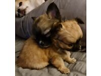 CHIHUAHUA PUPPIES LONG COATED GENUINE TEACUP PEDIGREE REGISTERED