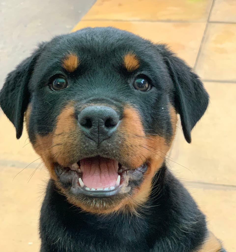 Rottweiler Female Puppy For Sale KC Registered in Billingham, County