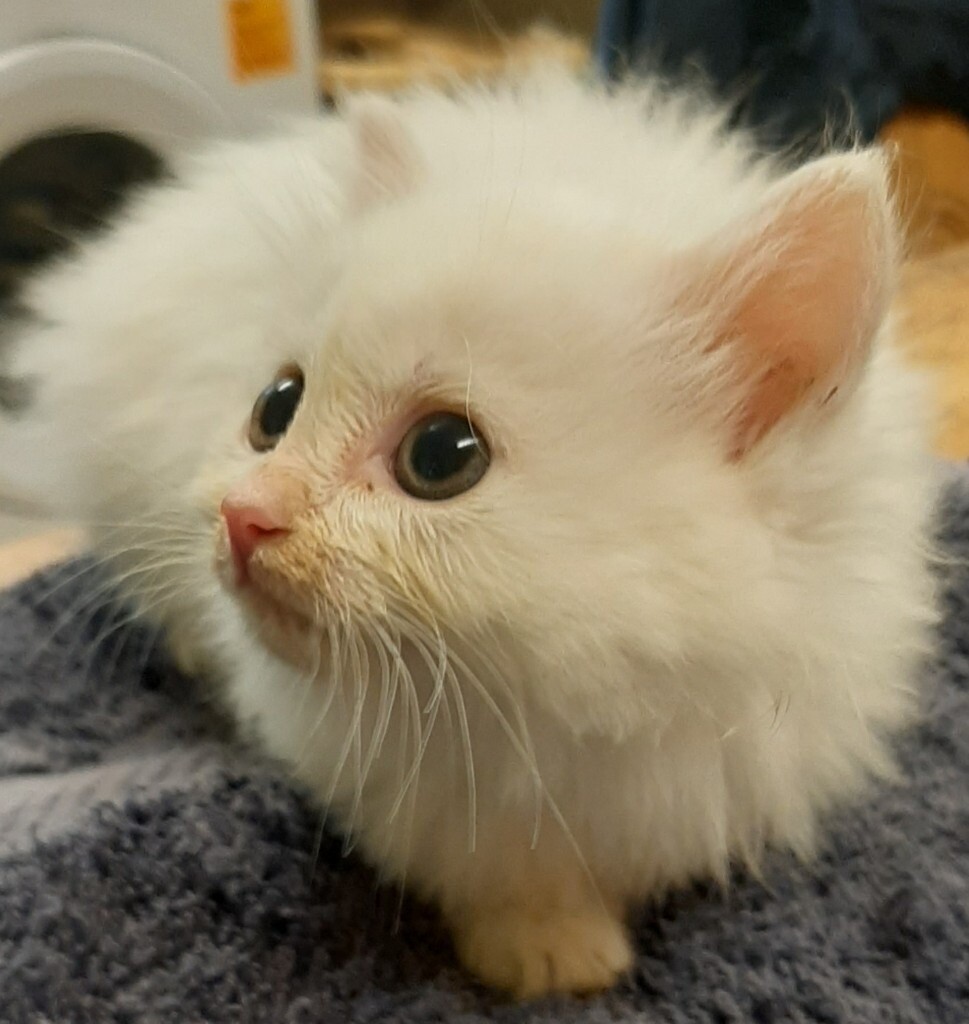 Pure white and pure black kittens for sale in Norwich, Norfolk Gumtree