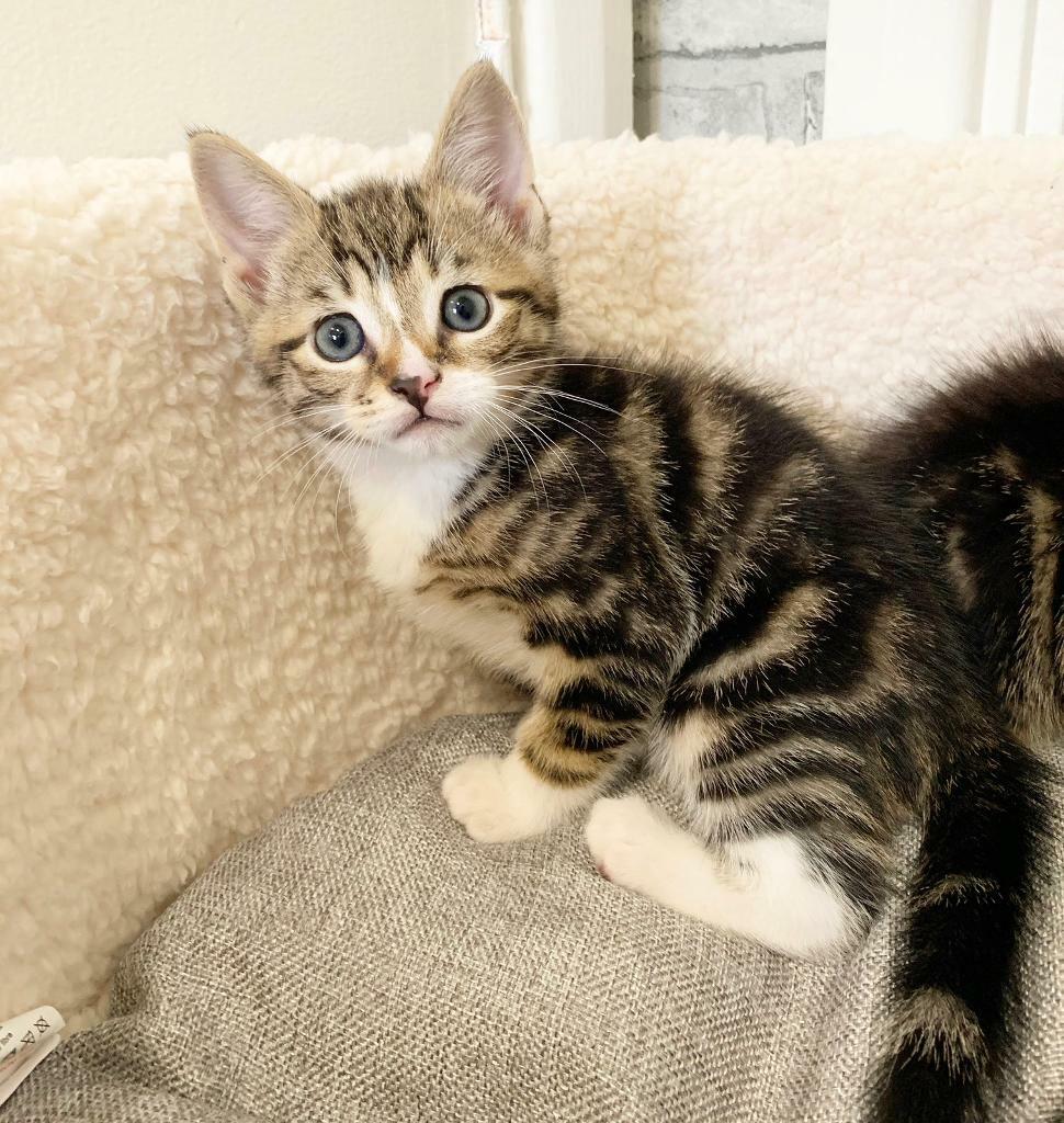 8 Wochen Alte Katze Ohne Mutter Adorable half Bengal kittens 8 weeks old | in Heathrow, London | Gumtree